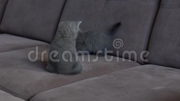 猫妈妈在沙发上和小猫玩视频的预览图
