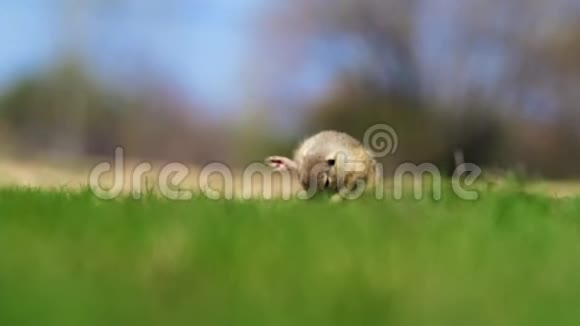 欧洲地面松鼠雪铁龙视频的预览图