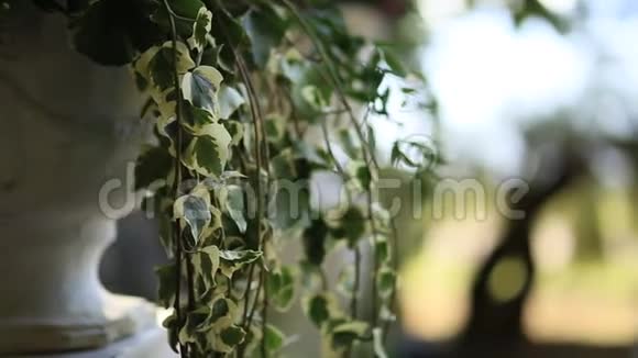 长满常春藤的树木森林野生植物的质地视频的预览图