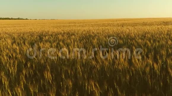 谷物收获在夏天成熟在蓝天上成熟小麦的田野小麦的穗子和谷粒摇动着视频的预览图