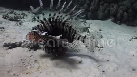 红海海底背景景观沙底蝎子鱼视频的预览图