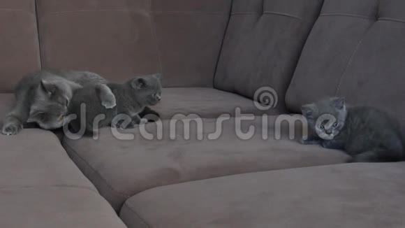 猫妈妈在沙发上和小猫玩视频的预览图