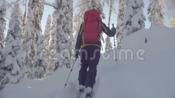 西伯利亚的滑雪场一个人在雪地森林里滑雪视频的预览图