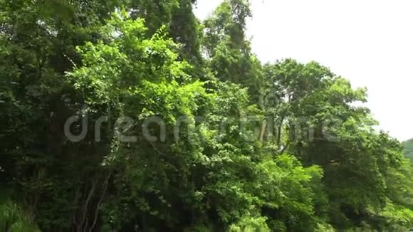 林树和河流视频的预览图