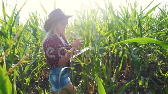智慧农业慢动作视频概念女孩农学家的生活方式在玉米地里持有平板电脑触摸板电脑视频的预览图