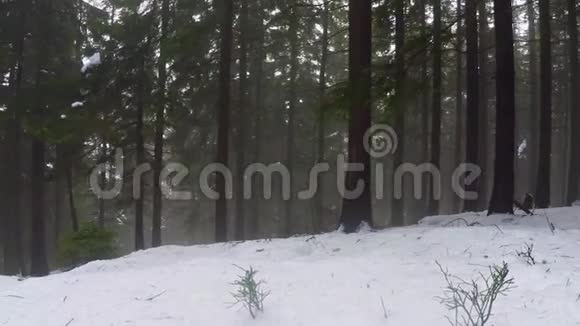 男子徒步旅行在深冬森林与背包和北欧步行视频的预览图