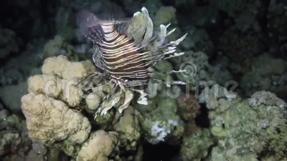红海珊瑚沙底的蝎子鱼视频的预览图
