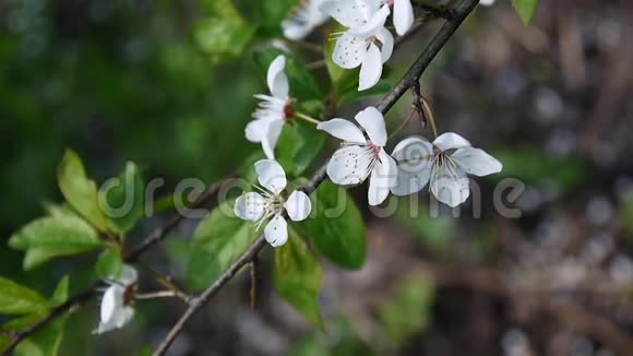 花树天樱花枝迎风盛开视频的预览图