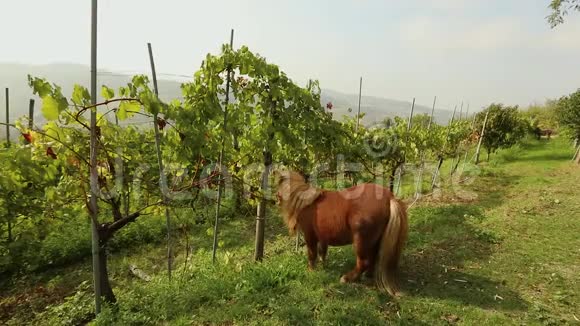 美丽的棕色小马吃葡萄小马在意大利的葡萄园吃葡萄特写镜头视频的预览图