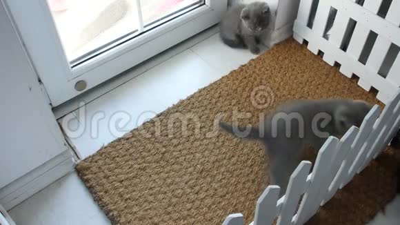 小猫在门垫上和妈妈玩视频的预览图