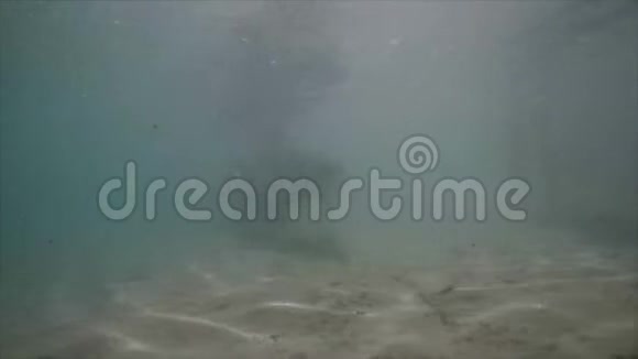 海豚水下射击视频的预览图