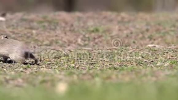欧洲地面松鼠雪铁龙视频的预览图