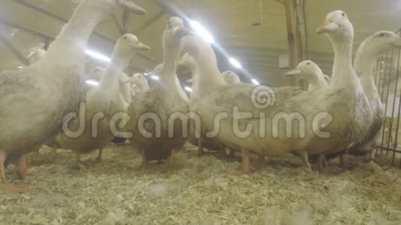 家禽农场里有趣的鸭子视频的预览图