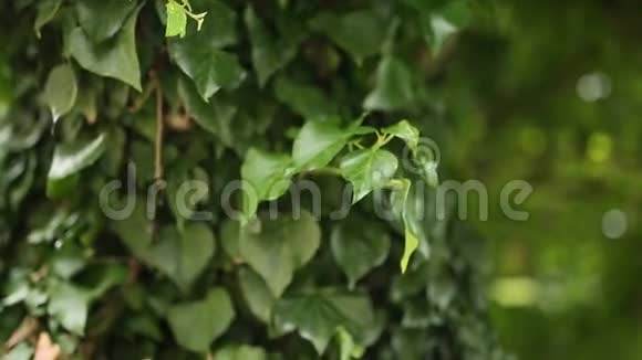 长满常春藤的树木森林野生植物的质地视频的预览图