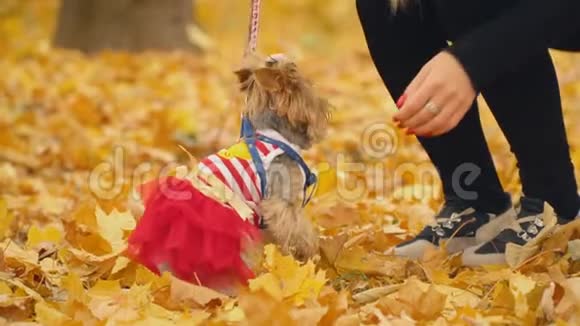 约克郡犬的女孩视频的预览图