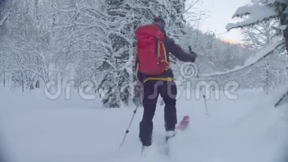 西伯利亚的滑雪场一个人在雪地森林里滑雪视频的预览图