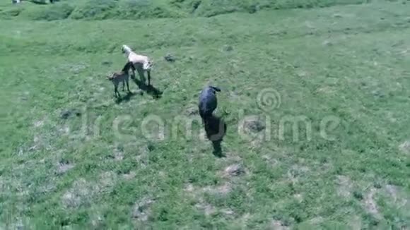 飞越山地草地上的野马群夏山野性自由生态概念视频的预览图