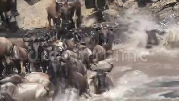牛羚迁徙视频的预览图