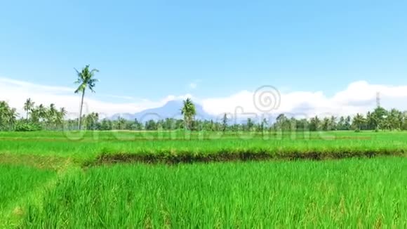 印尼爪哇的稻田视频的预览图