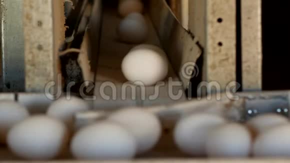 生产的鸡蛋家禽鸡蛋经过输送机进一步分拣特写养殖视频的预览图