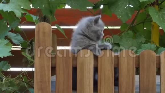 小猫在小木操场上玩耍视频的预览图