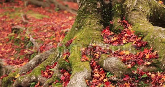 秋日在京都亚马西纳区的Bishamondou的红叶中拍视频的预览图