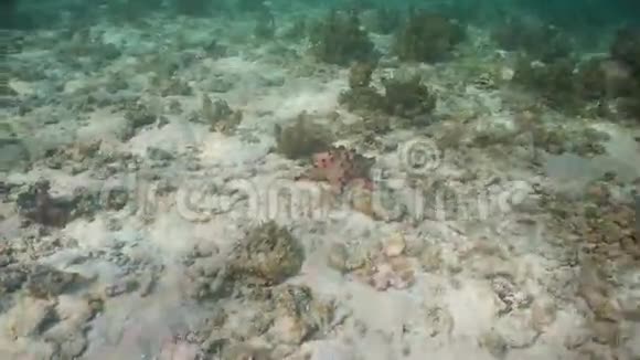 珊瑚上的海星视频的预览图