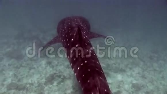 鲸鲨海水下寻找食物在海底马尔代夫视频的预览图