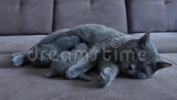 猫妈妈在沙发上喂可爱的小猫视频的预览图