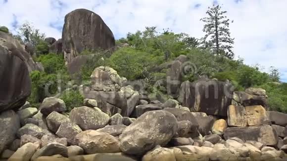 森林树木和岩石视频的预览图