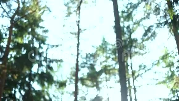 平静的宁静森林场景视频的预览图