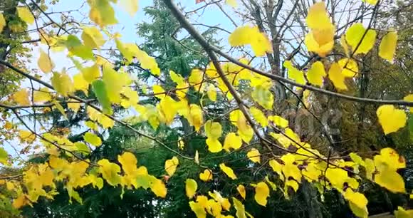 白天的森林树木和五颜六色的黄色秋叶在大自然的背景下阳光从森林中飞过视频的预览图