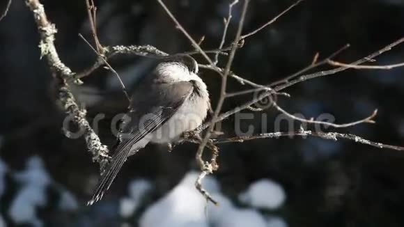 加拿大Algonquin的CanadensisGrayJay视频的预览图