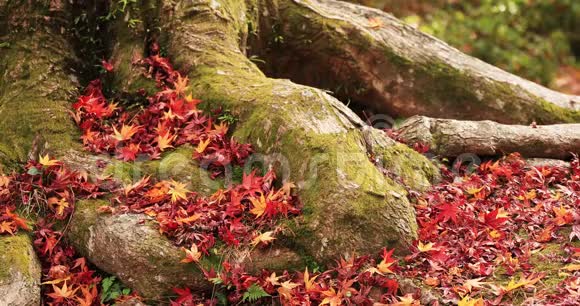 秋日在京都亚马西纳区的Bishamondou的红叶中拍视频的预览图