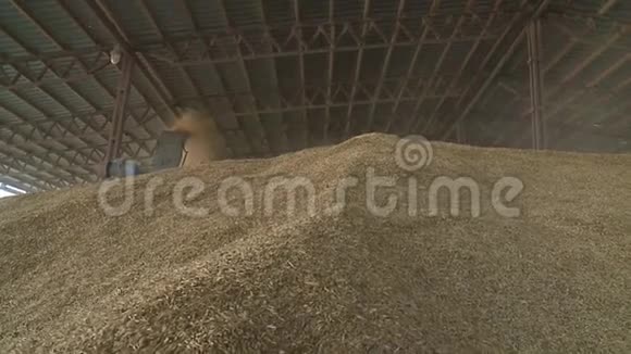 谷物的收获储备小麦粮食视频的预览图