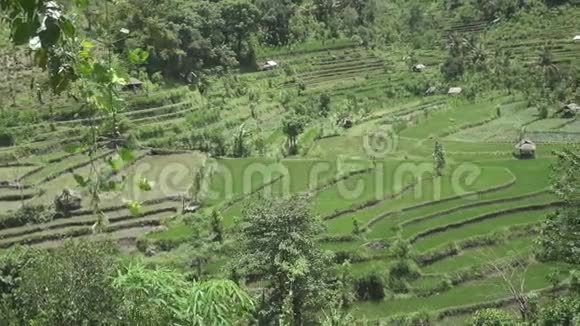 空中观景台的水稻梯田的山和农民的房子印度尼西亚巴厘视频的预览图