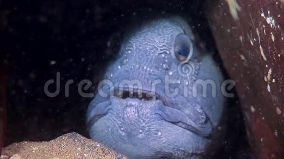 柳叶刀鱼鲶鱼在海底寻找白海海底的食物视频的预览图