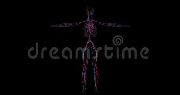 人体循环系统中静脉动脉和心脏的旋转系统视频的预览图