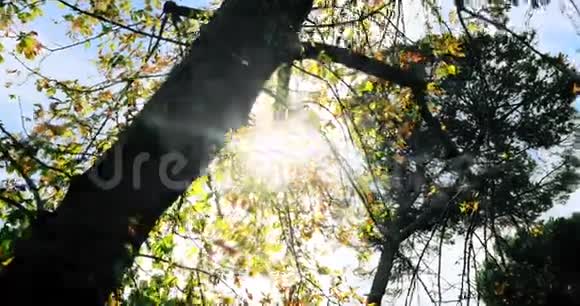 森林树木在天空日落时剪影在自然背景下太阳耀斑光线在森林中飞舞概念视频的预览图