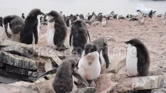 阿黛丽企鹅沿着海滩散步视频的预览图