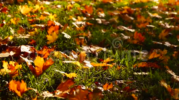 树叶在草丛中秋天的风景视频的预览图
