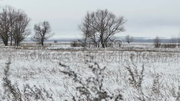 田野上长满了青草和积雪俄罗斯远离了枯树冬天的风景视频的预览图