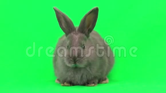 一只灰兔视频的预览图