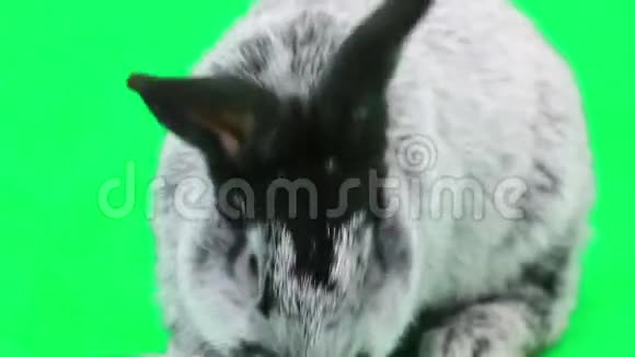 一只灰兔视频的预览图