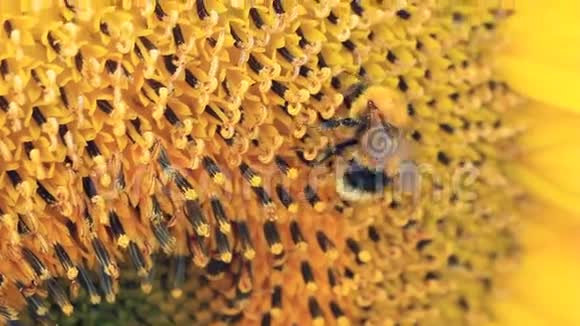 大黄蜂和向日葵视频的预览图