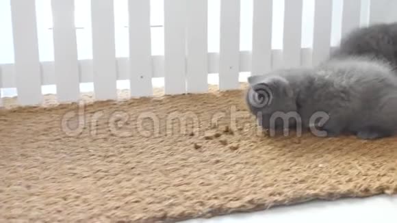 小猫从门垫上吃宠物食品视频的预览图