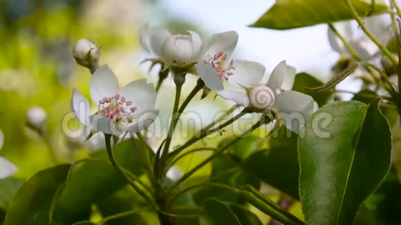 花园里春天的风上一棵棵美丽的苹果树开了花静态摄像机视频的预览图
