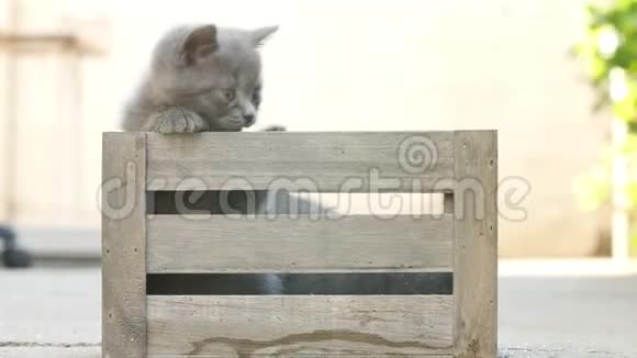 小猫在户外的板条箱里玩耍视频的预览图
