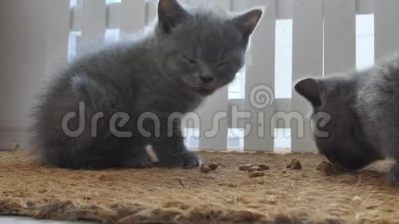 小猫从门垫上吃宠物食品视频的预览图