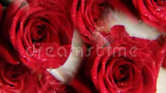 玫瑰背景视频的预览图